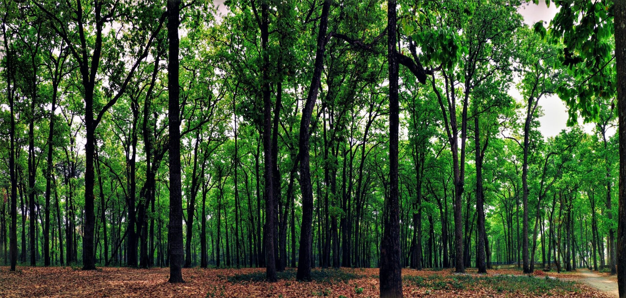 Environment