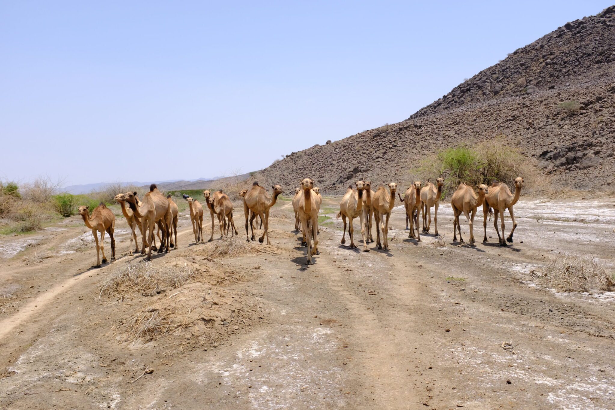 Herd of camels walking along a dry, rocky path in an arid desert landscape with hills in the background