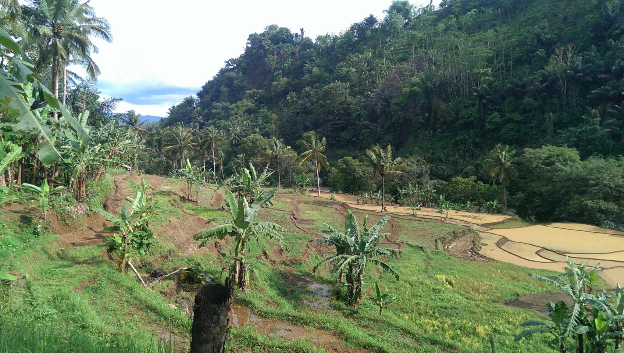Tropical agricultural landscape with terraced fields, banana plants, and dense forest-covered hills in the background