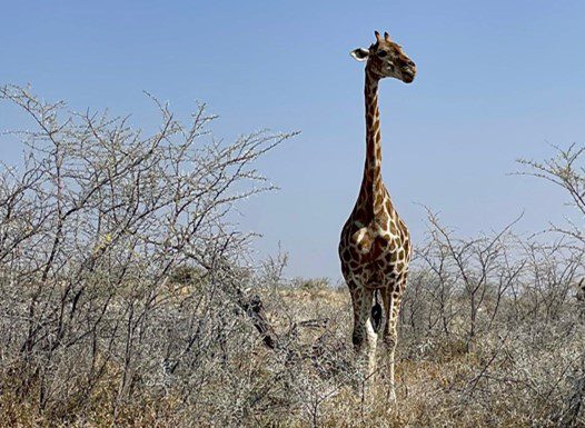 Giraffe standing among dry bushes in a savannah landscape under a clear blue sky