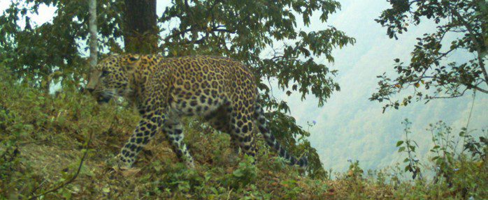 Leopard walking through a forested hillside, partially obscured by trees