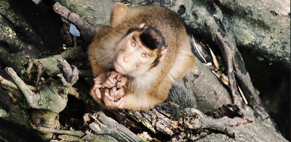 Monkey sitting on tree roots, holding food in its hands and looking up