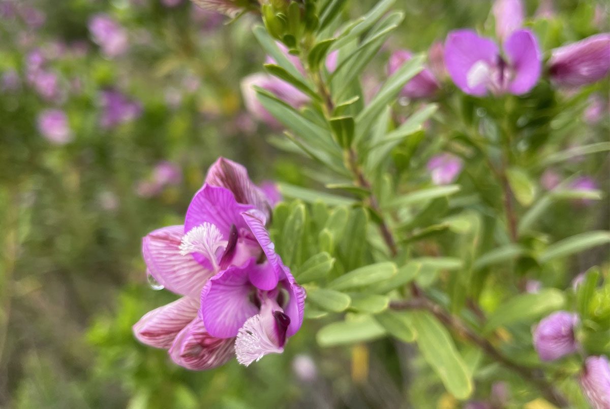 Close-up of a pink and purple wildflower with green leaves, in a natural outdoor setting