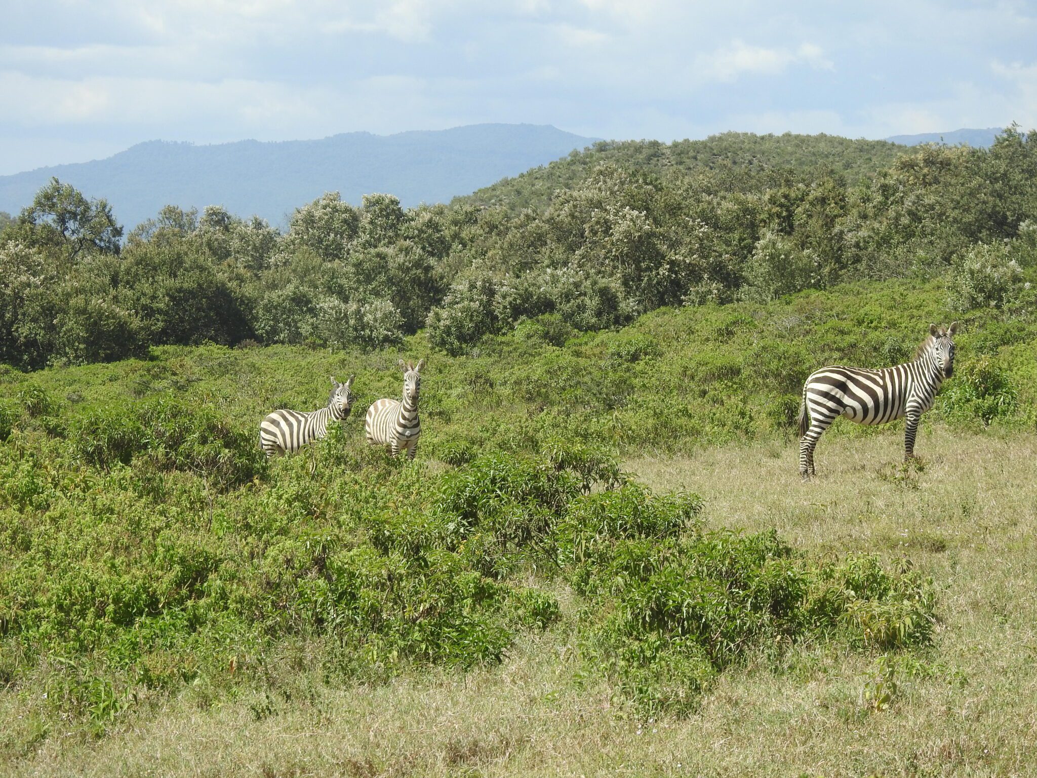 Un'immagine che ritrae zebra, prateria, animali selvatici, ecoregione e comunità vegetale.